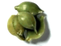 Kakadu Plums